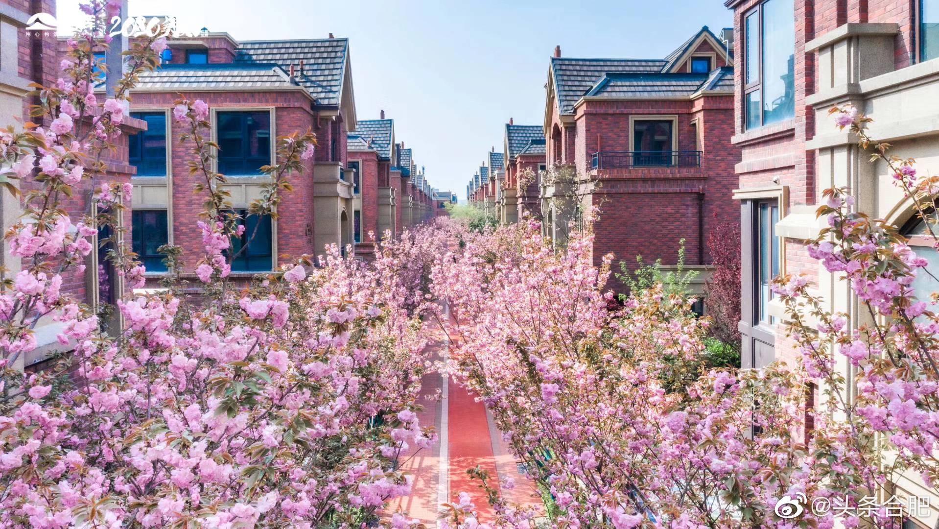 合肥醉美网红樱花小区樱花盛开美哭了