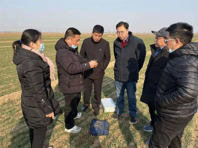 邯郸永年:一类麦苗达70.2%|邯郸市|小麦|技术人员_新浪新闻