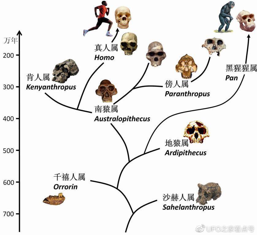 人类是猴子进化来的?为什么现在这么多猴子没进化成人?