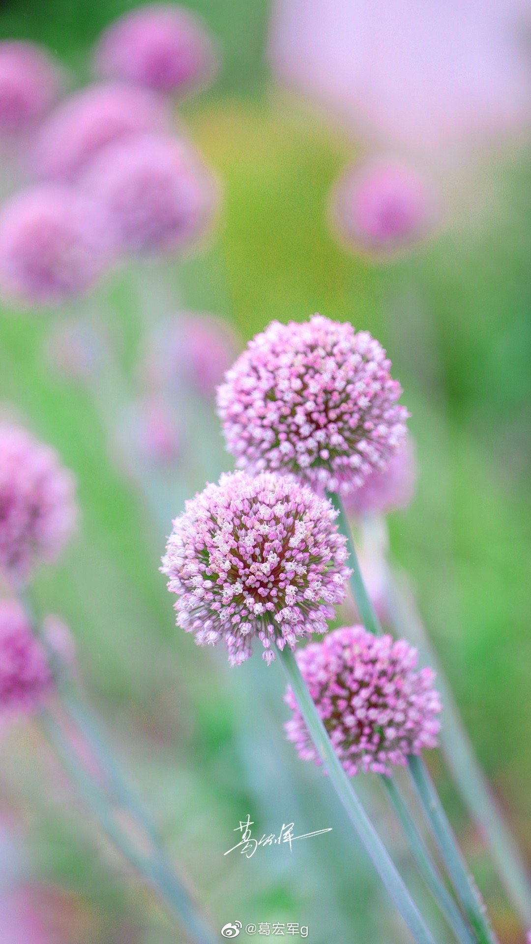蒜苔开花是这样的,你见过没?