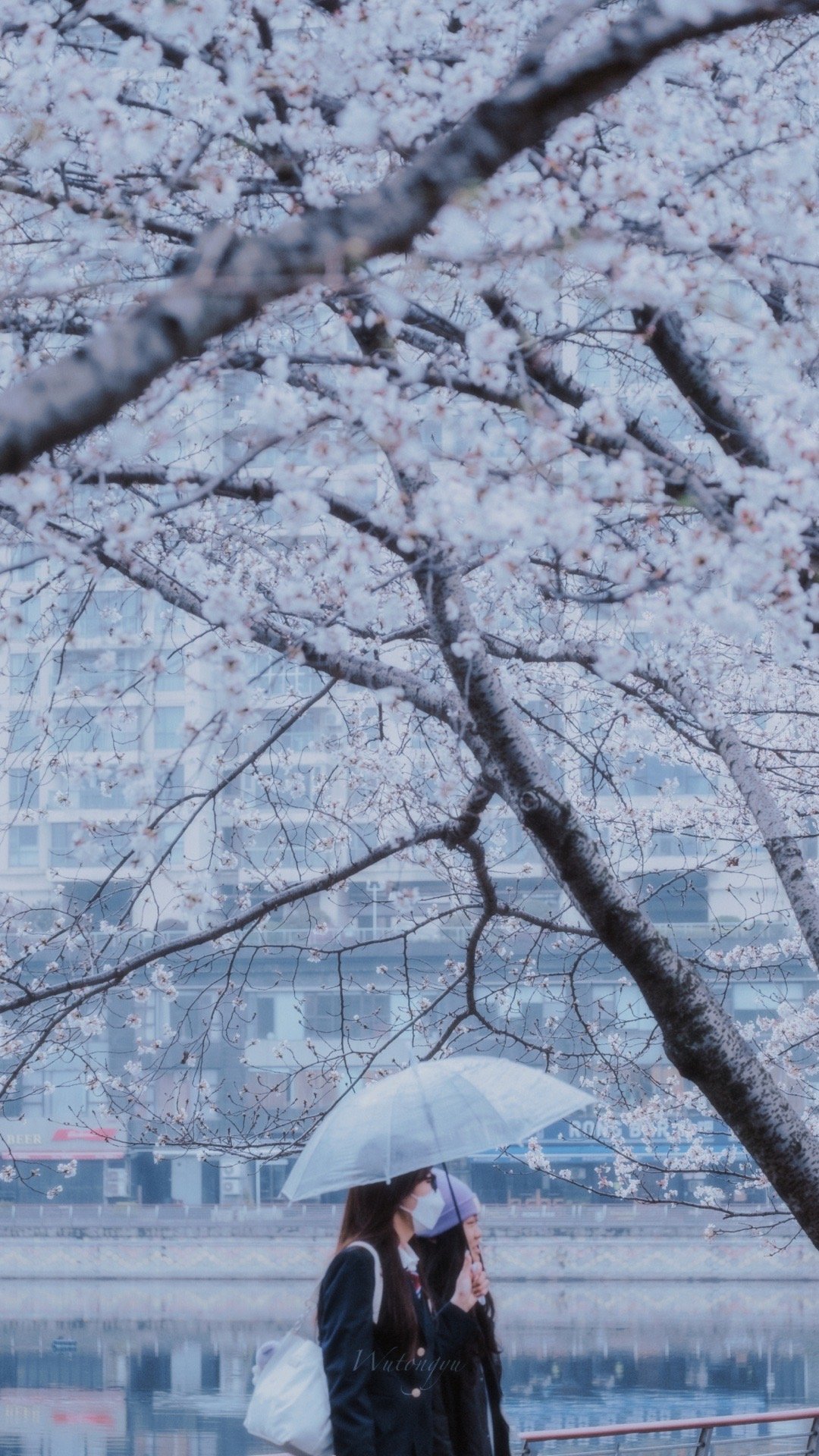 总要看一场樱花雨吧!_高清图集_新浪网