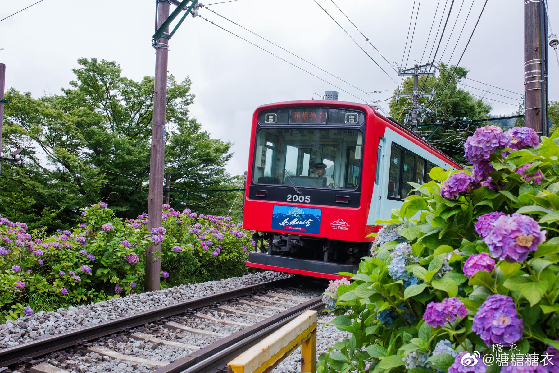 箱根的紫阳花是我上一个夏天看的最后的紫阳花 箱根的紫阳花是我上一个夏天看的最后的紫阳花