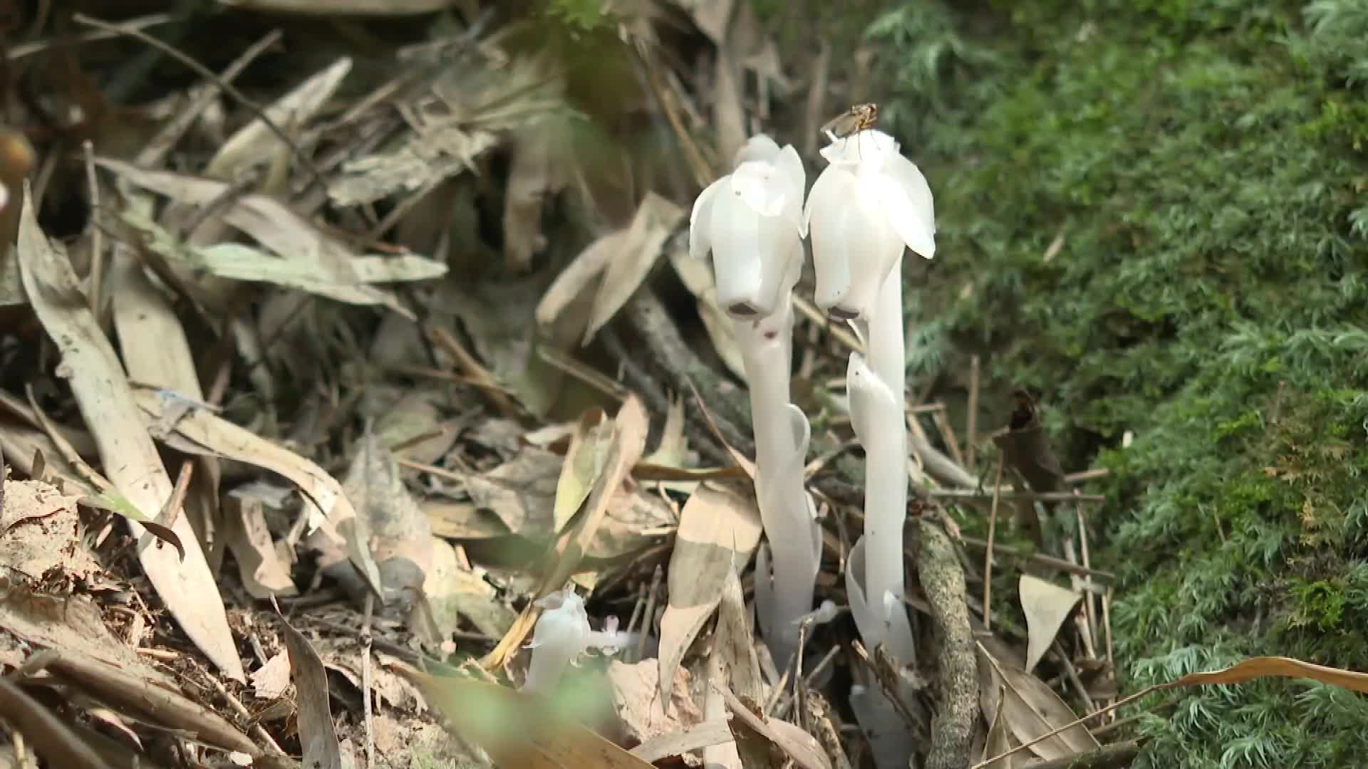 杭州发现神秘植物球果假沙晶兰