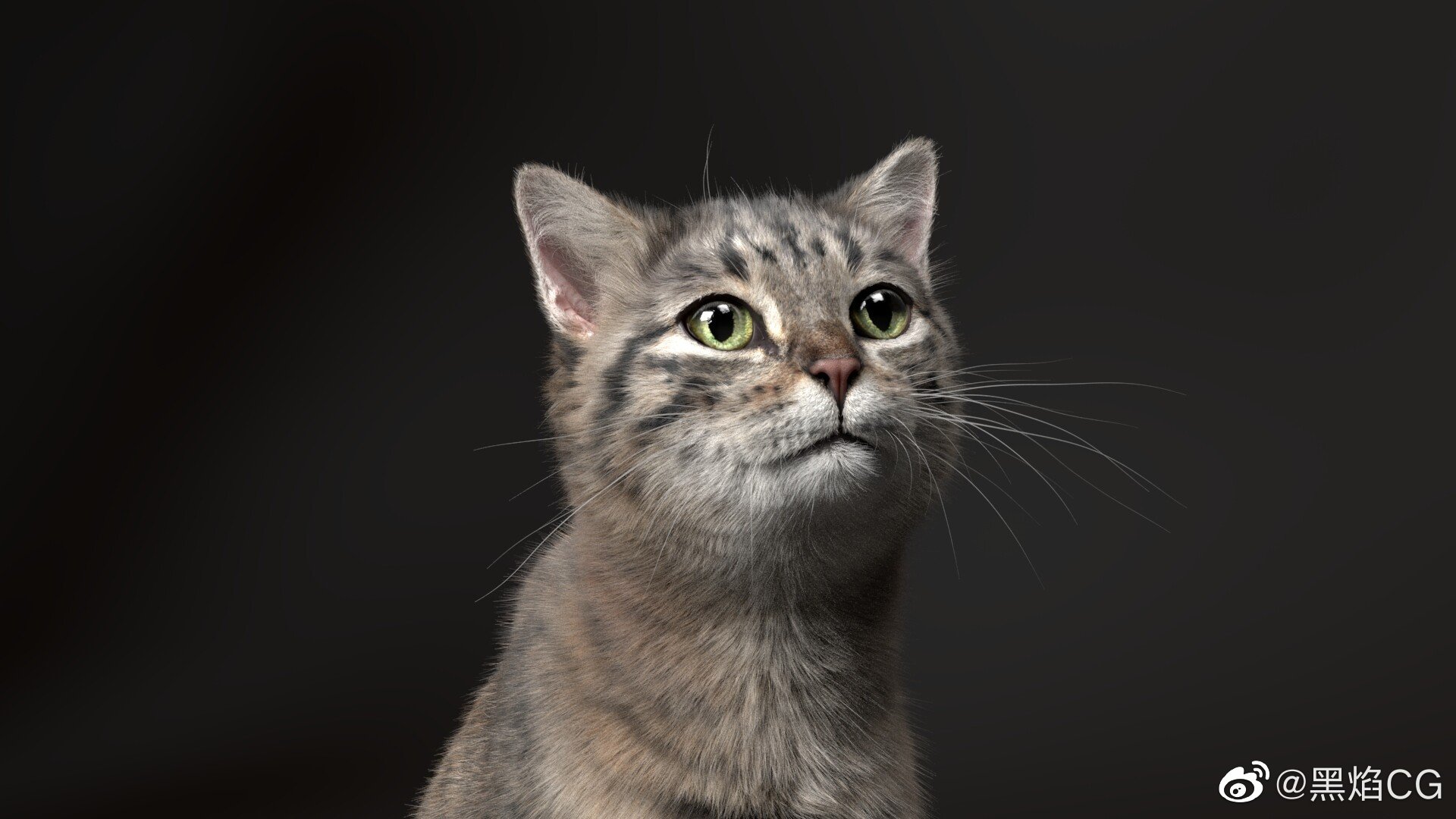 真真假假假假真真已经分不清cat