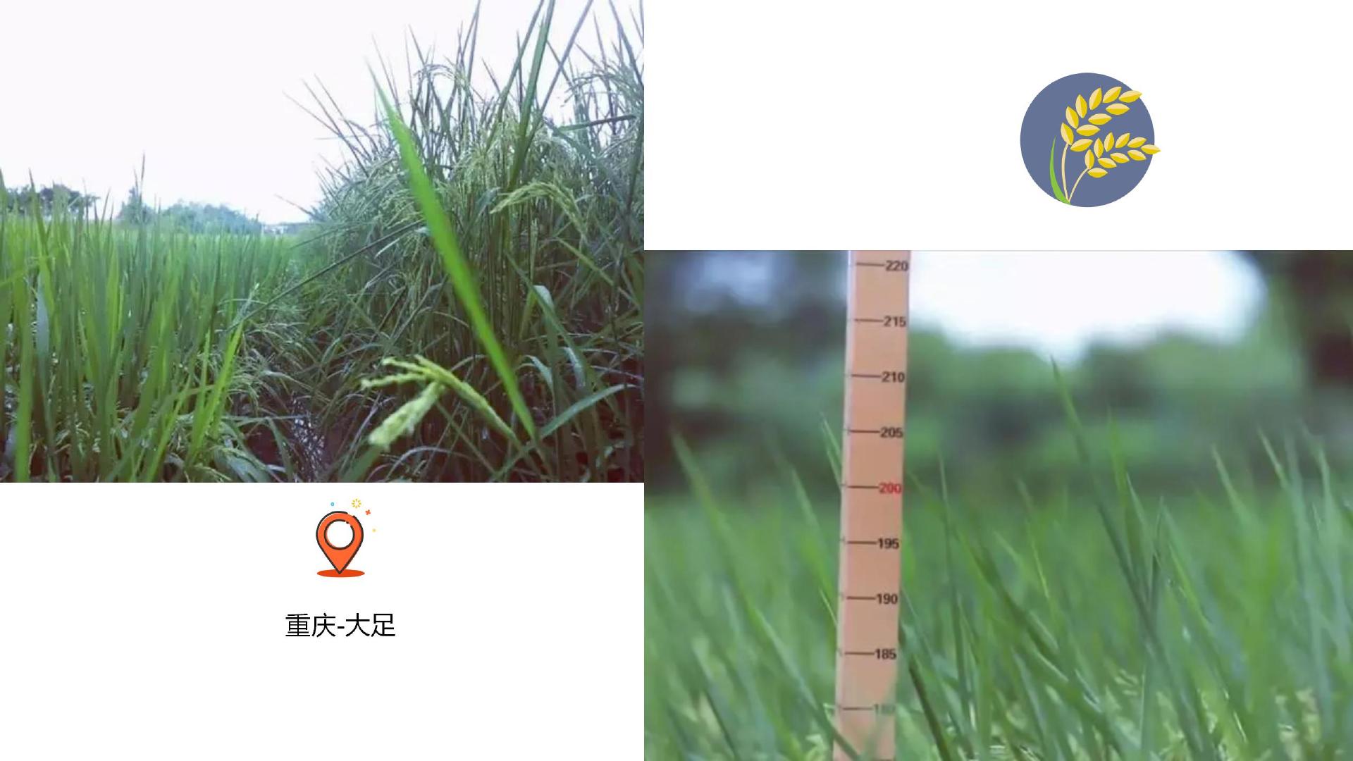 2米高巨型稻遍地开花,禾下乘凉梦又进一步...|两湖|水稻|稻田_新浪新闻