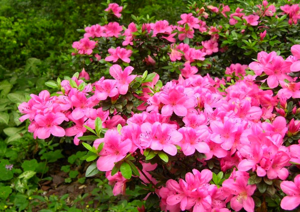 6种新手不要轻易尝试的植物,有需要特别注意的点,学一学!休闲区蓝鸢梦想 - Www.slyday.coM 6种新手不要轻易尝试的植物,有需要特别注意的点,学一学!休闲区蓝鸢梦想 - Www.slyday.coM