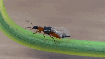 这种虫子爱在夏季“攻击”你,千万别直接拍死休闲区蓝鸢梦想 - Www.slyday.coM 这种虫子爱在夏季“攻击”你,千万别直接拍死休闲区蓝鸢梦想 - Www.slyday.coM