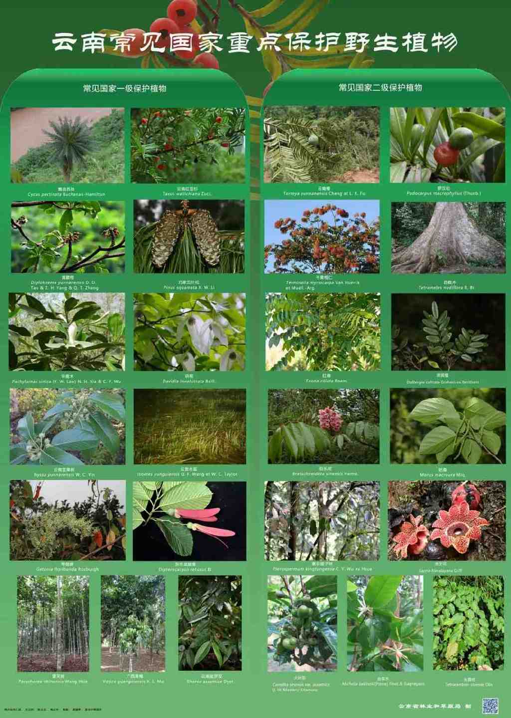 真相揭晓！杭州野鸡真的存在吗？探寻背后的真相与城市生态变化