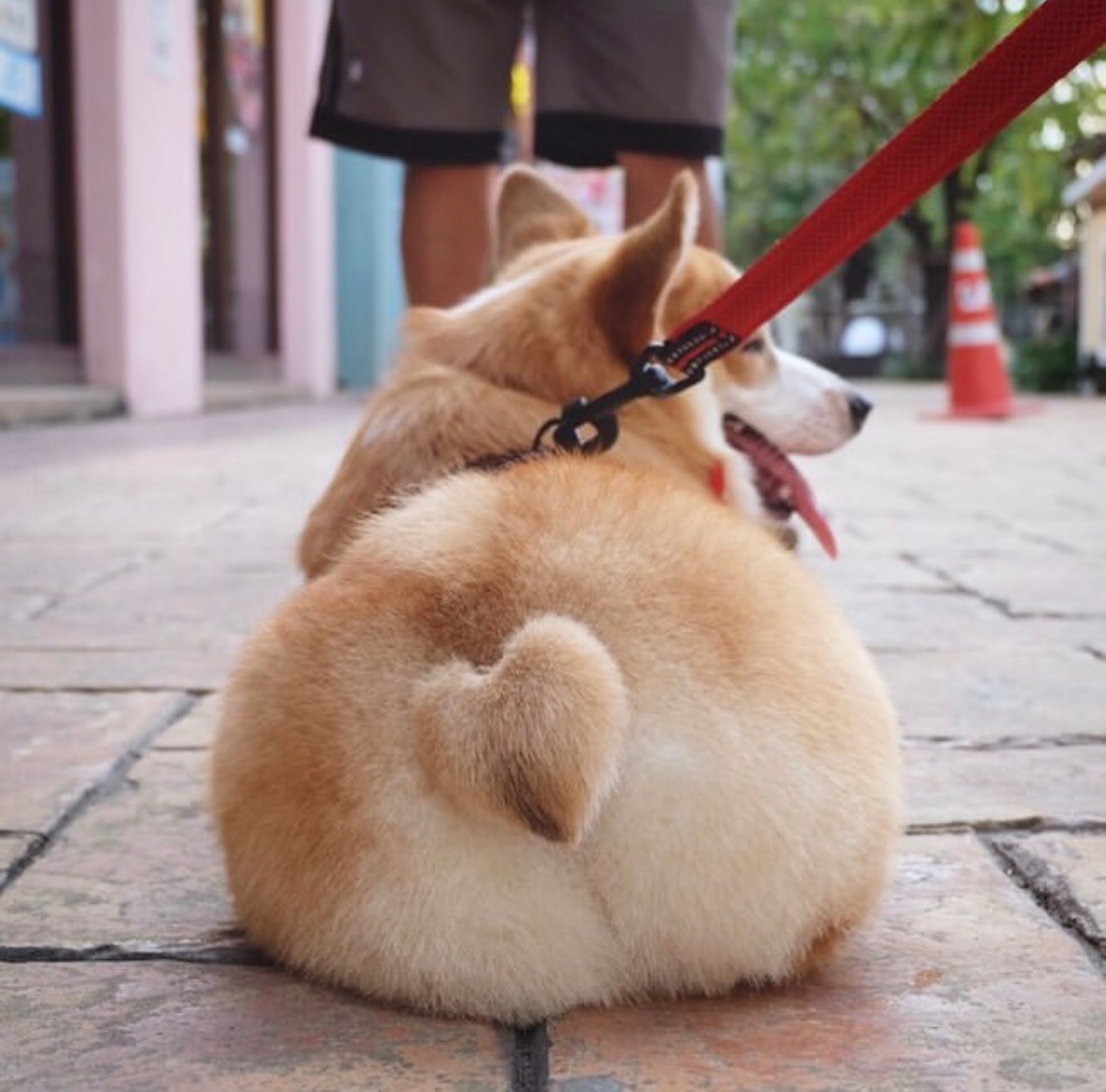 柯基宝贝的桃心pp