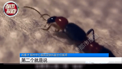 行走的硫酸！遇到这种虫子您可千万别用手拍…休闲区蓝鸢梦想 - Www.slyday.coM