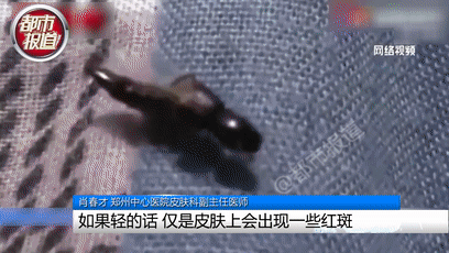 行走的硫酸！遇到这种虫子您可千万别用手拍…休闲区蓝鸢梦想 - Www.slyday.coM