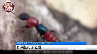 行走的硫酸！遇到这种虫子您可千万别用手拍…休闲区蓝鸢梦想 - Www.slyday.coM