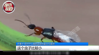 行走的硫酸！遇到这种虫子您可千万别用手拍…休闲区蓝鸢梦想 - Www.slyday.coM