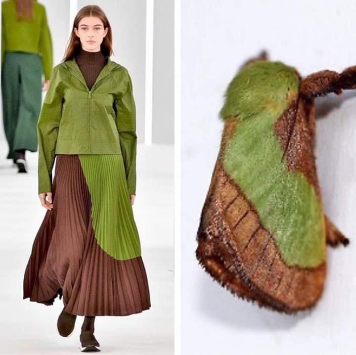 比较有趣的服装和昆虫对比图bychunxingwong