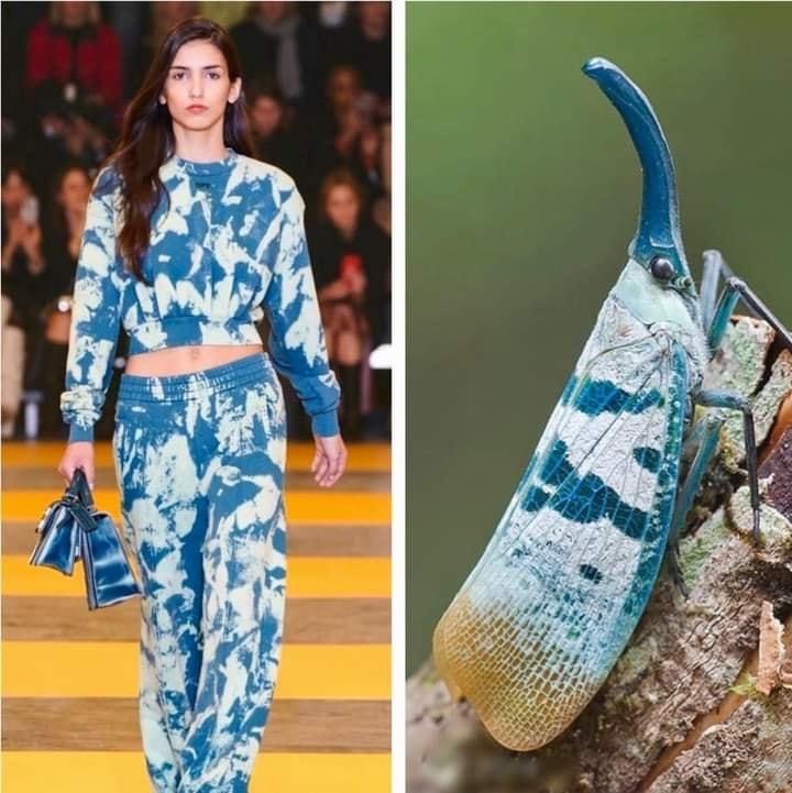 比较有趣的服装和昆虫对比图bychunxingwong