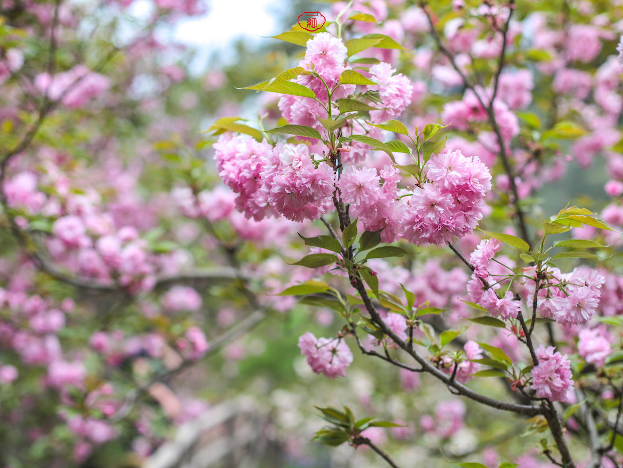 樱花霸屏了!武汉这里的中华樱花首屈一指美过武大,距市区85公里