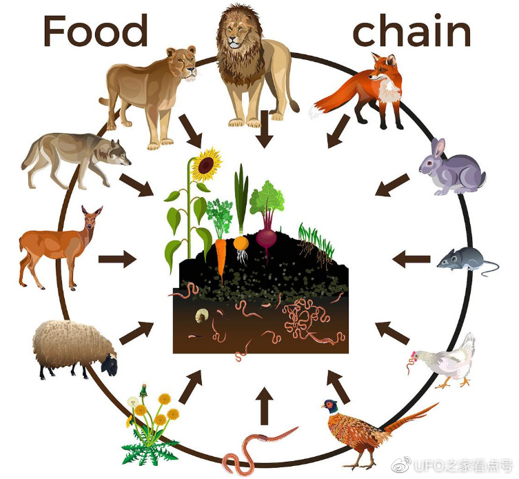食物链中的老虎与狮子就连晚年的"遭遇"也有所不同,人们常说只有饿死