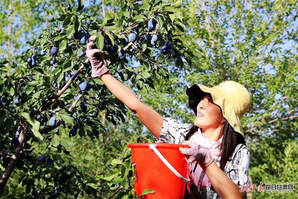 澄迈果园采摘基地沈阳上海采摘园哪里去
