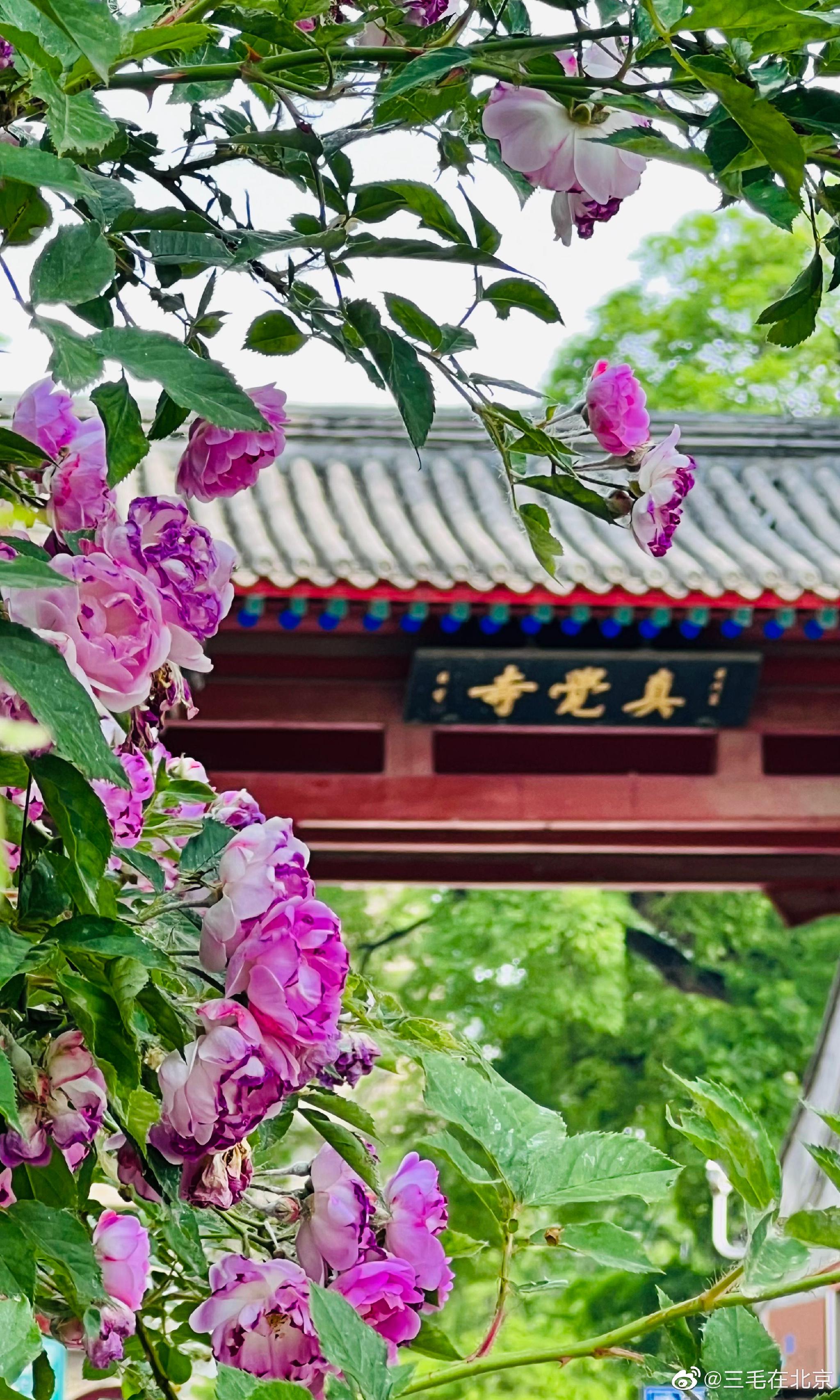 北京石刻艺术博物馆(五塔寺)蔷薇花开