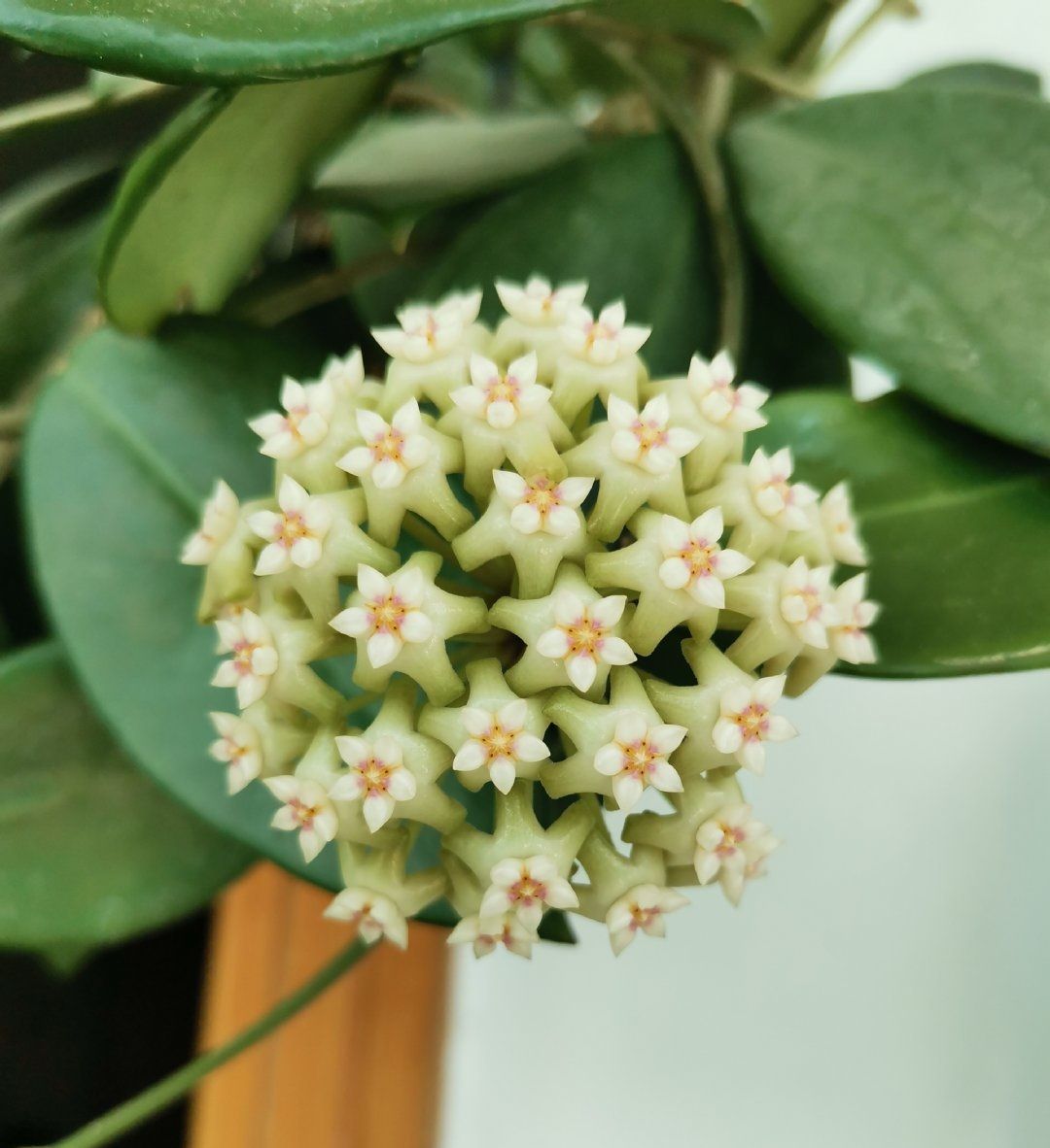 新手养球兰就选羊脂玉皮实好养又美又香而且开花勤奋