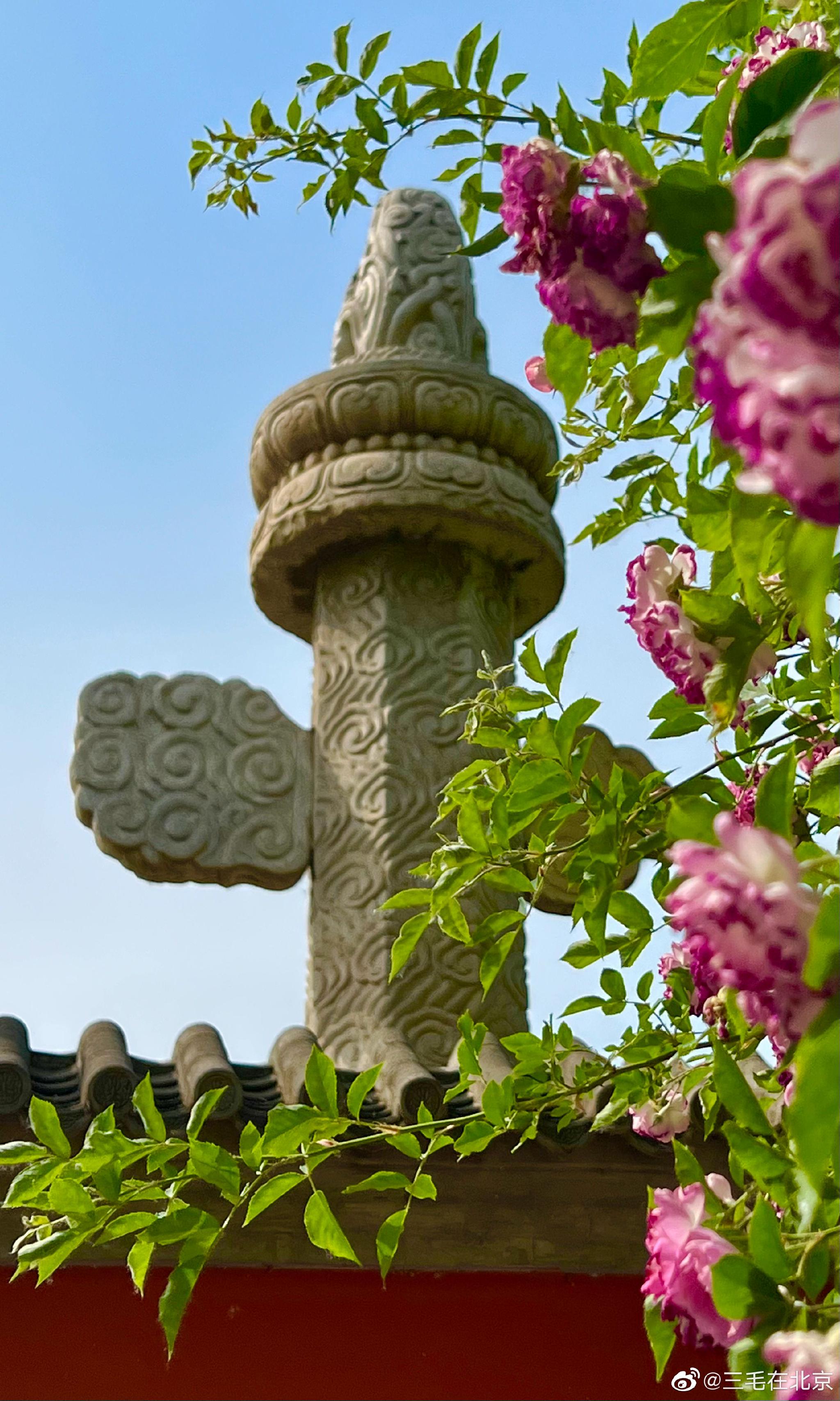 北京石刻艺术博物馆(五塔寺)蔷薇花开
