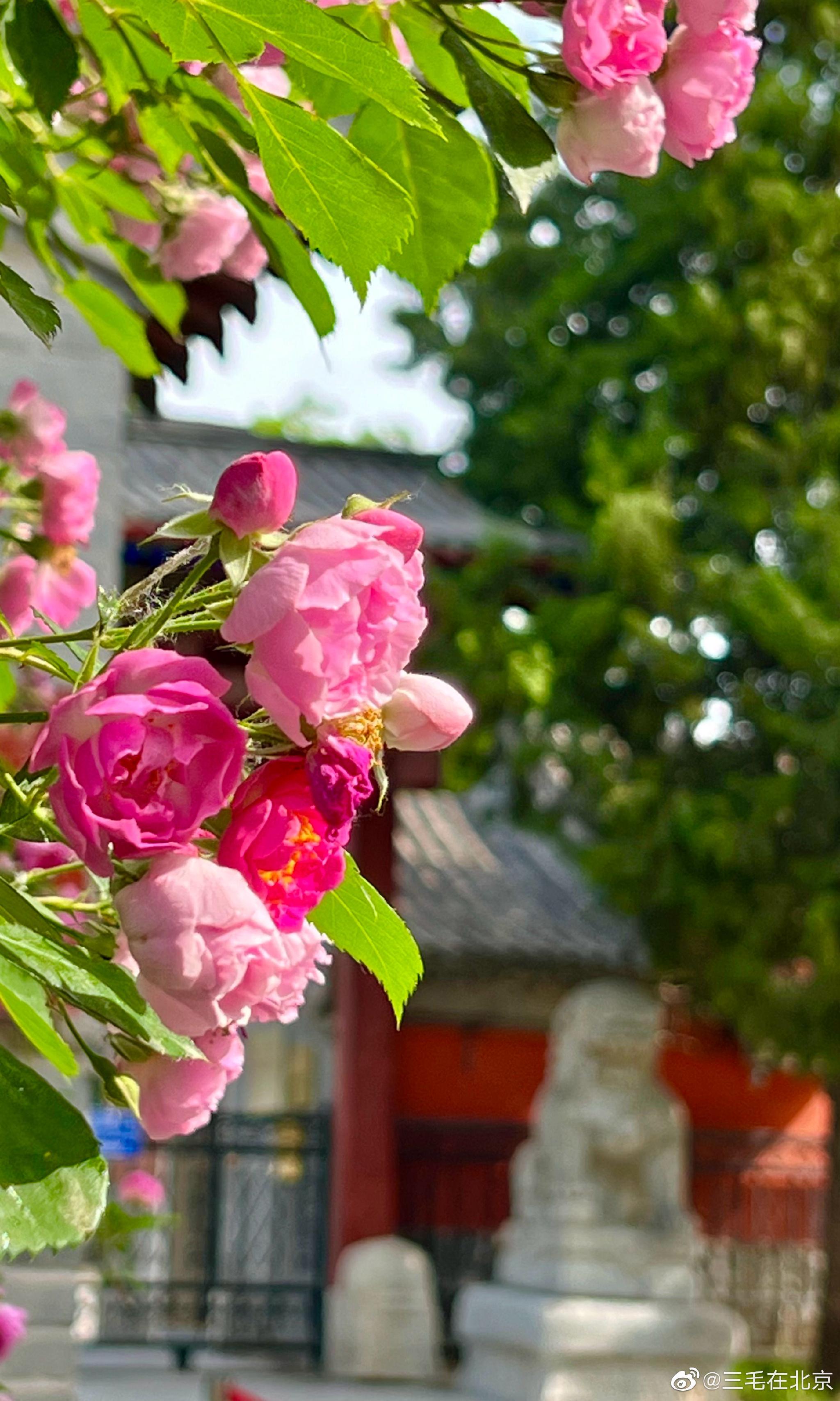 北京石刻艺术博物馆(五塔寺)蔷薇花开