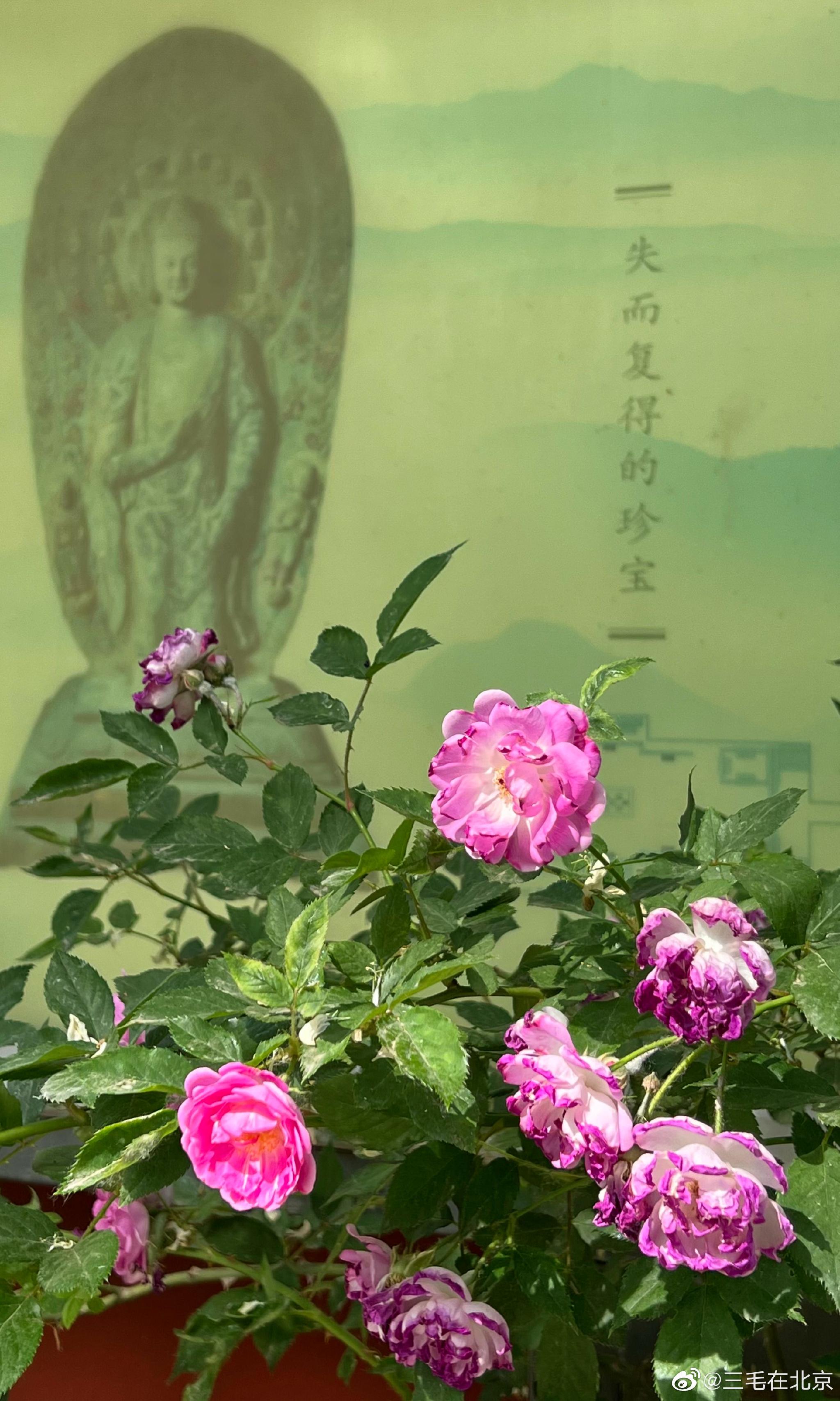 北京石刻艺术博物馆(五塔寺)蔷薇花开