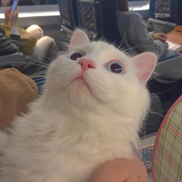 超乖萌的头像又来啦