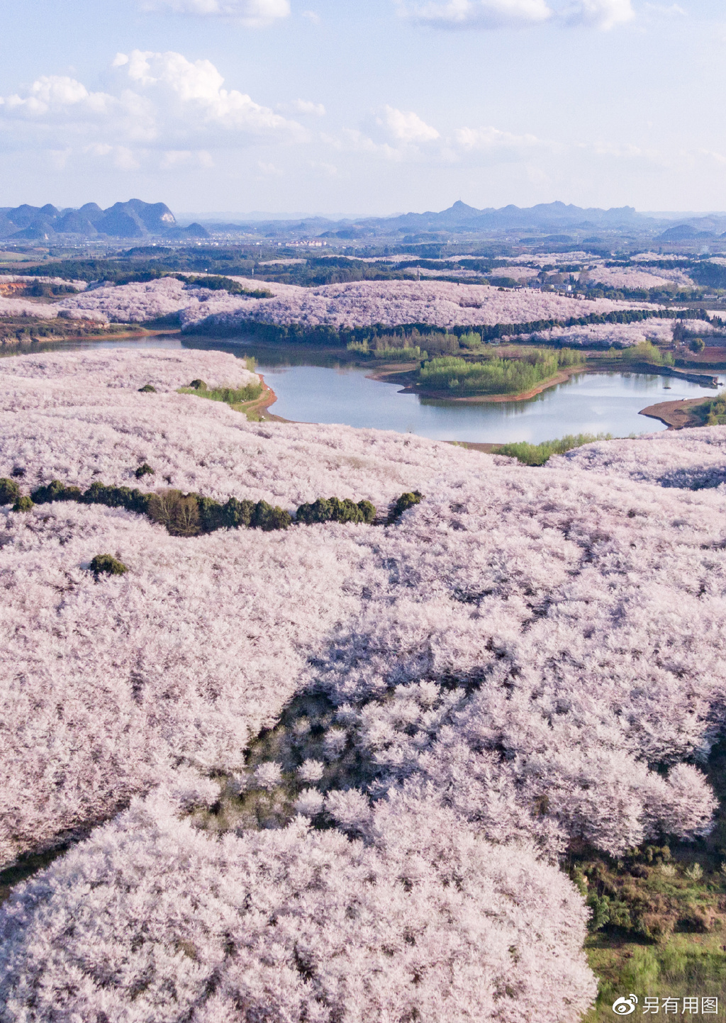 轻松进入贵州平坝万亩樱花园,赏花拍照|樱花园|贵州|平坝_新浪新闻
