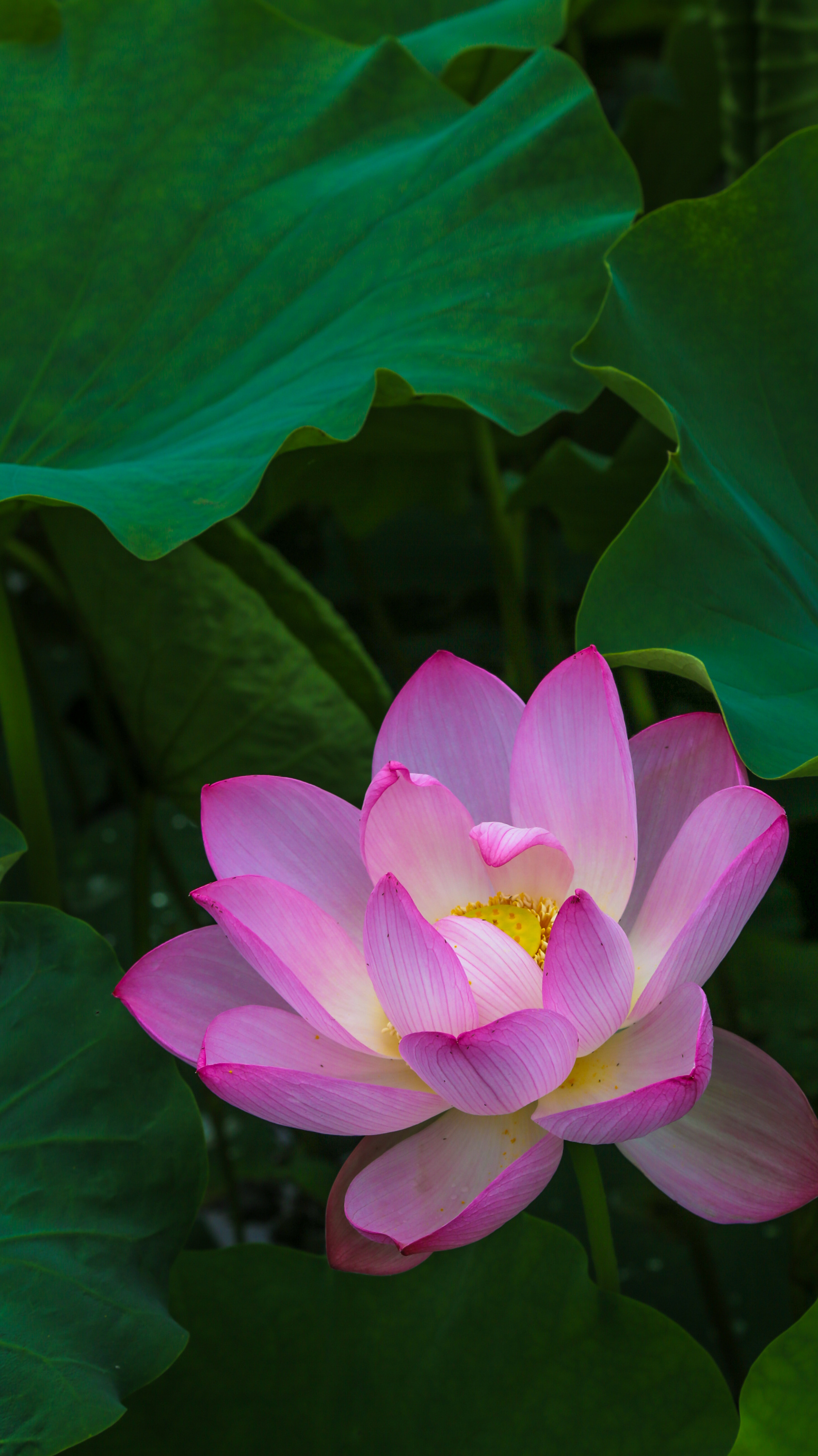 在如皋拍的荷花 做了一组手机壁纸喜欢荷花 高清图集 新浪网