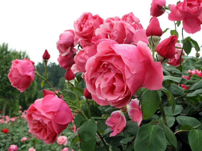 6种新手不要轻易尝试的植物,有需要特别注意的点,学一学!休闲区蓝鸢梦想 - Www.slyday.coM 6种新手不要轻易尝试的植物,有需要特别注意的点,学一学!休闲区蓝鸢梦想 - Www.slyday.coM