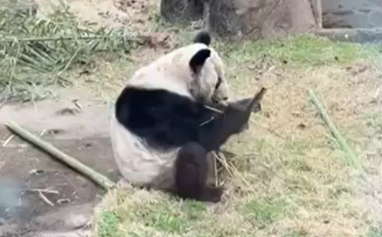 大熊猫丫丫几时能回国？孟菲斯动物园：已经提交了所有的申请