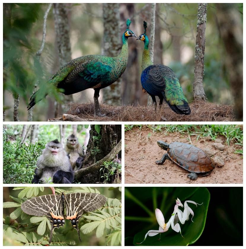 动物王国你最喜欢谁网络投票结果出炉绿孔雀高票当选最受欢迎的云南