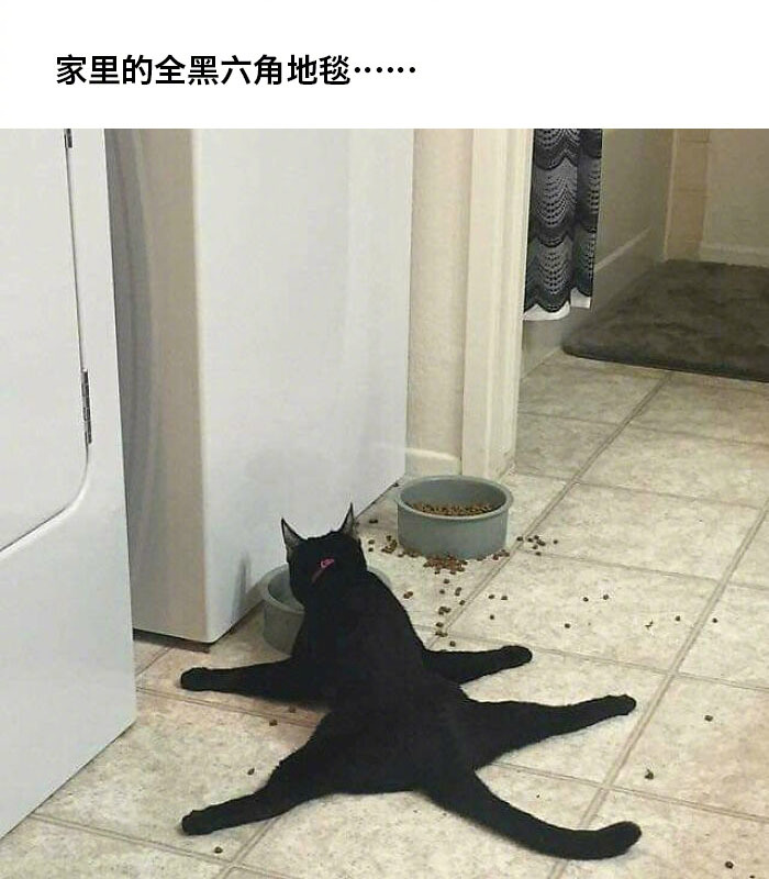外国网友贡献出的一大波坏掉的猫猫