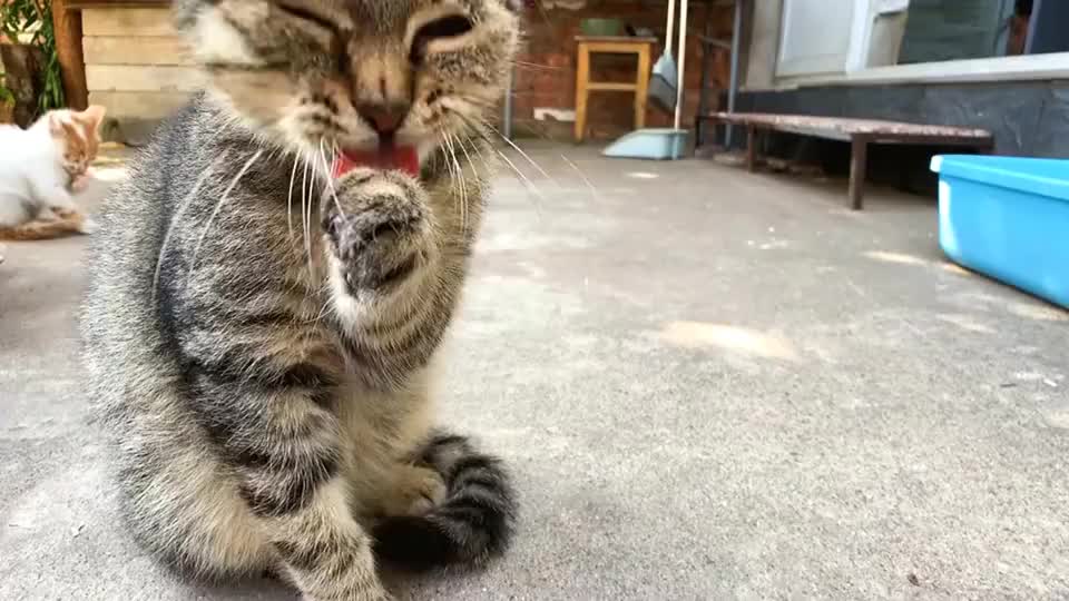 狸花猫傻里傻气一直在哪里瞎舔爪子