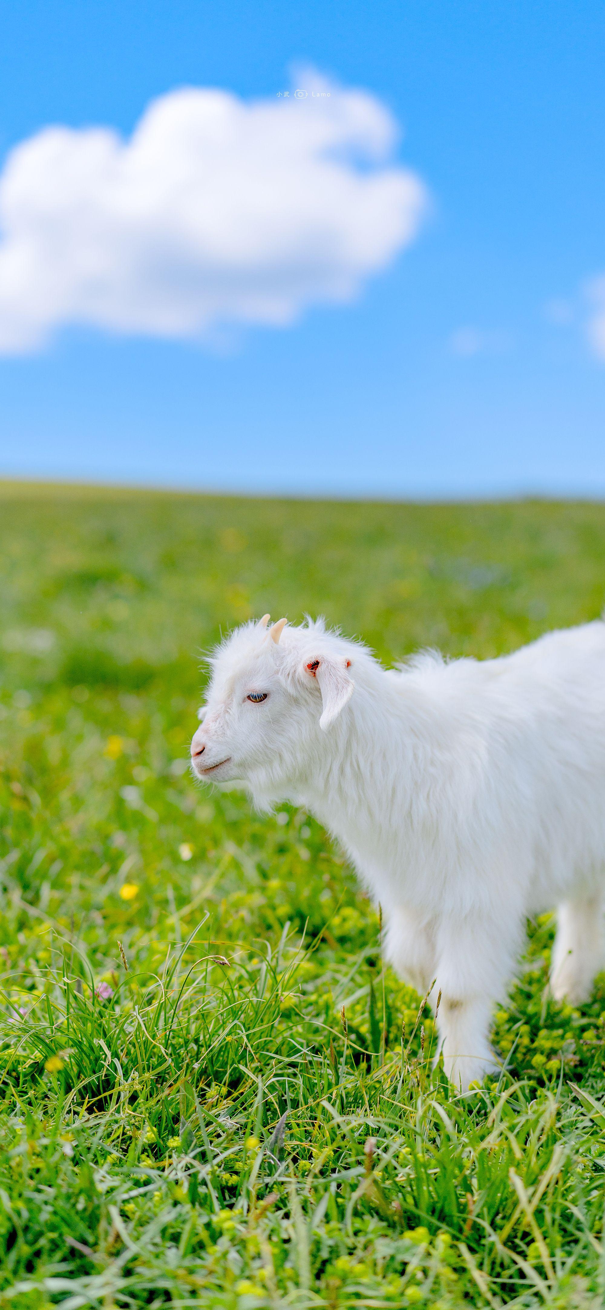 遇见小羊
