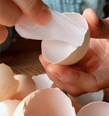 鸡蛋经常吃,蛋壳里的这层薄膜总是被忽略,被扔掉.