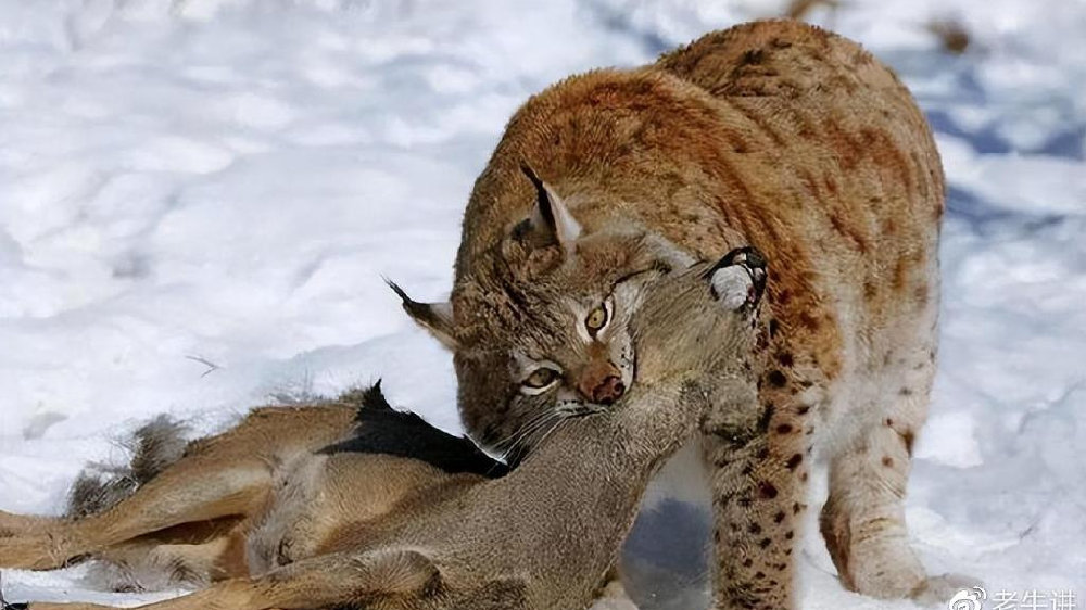 4只猞猁现身内蒙古,母兽捕猎遭6匹狼算计,到手羚羊只能拱手让狼|内蒙古自治区|狼群|猎物|幼崽|喜鹊_新浪新闻