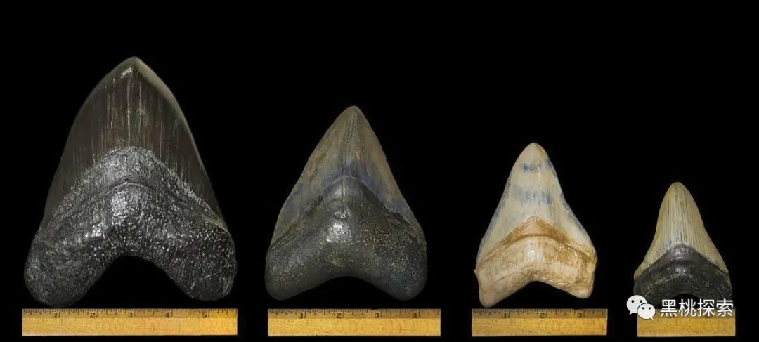 巨齿鲨化石鉴定新方法,将拉近我们与它的距离,对其会更加了解