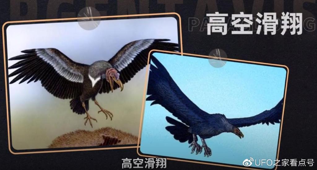 世界上最大的老鹰,身高超2米,可吃掉狮子,至今未发现其天敌