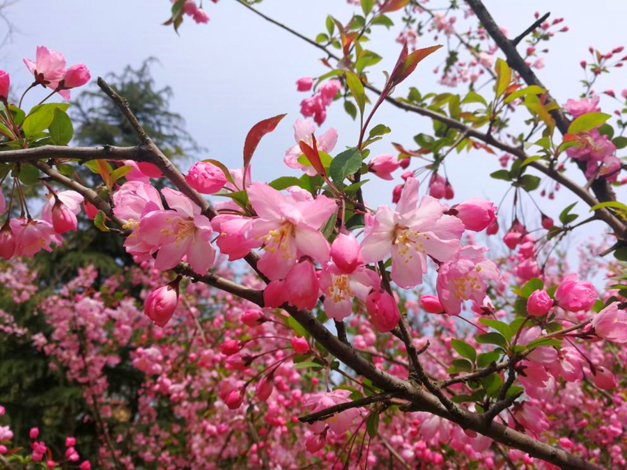 6种新手不要轻易尝试的植物,有需要特别注意的点,学一学!休闲区蓝鸢梦想 - Www.slyday.coM 6种新手不要轻易尝试的植物,有需要特别注意的点,学一学!休闲区蓝鸢梦想 - Www.slyday.coM