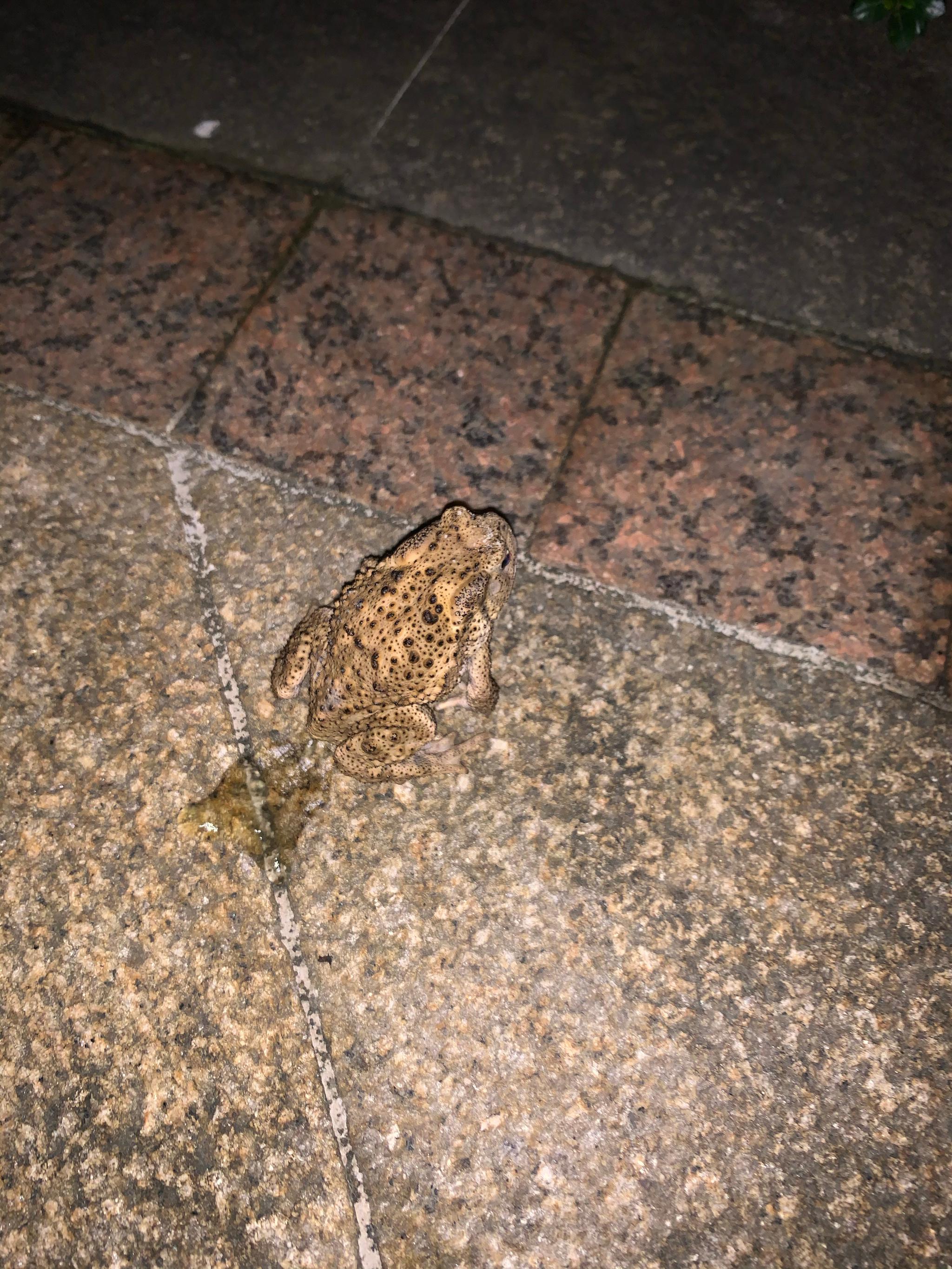 留着照片等多美回来看我在小区里抓拍到一只青蛙