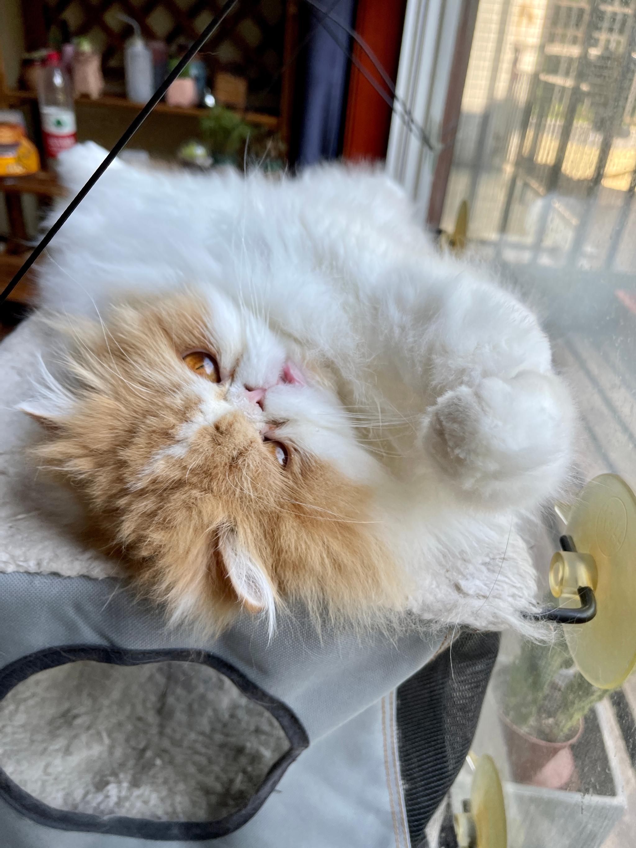 猪哥现在也懒得"哈哈"桑呆了 桑呆～好无聊