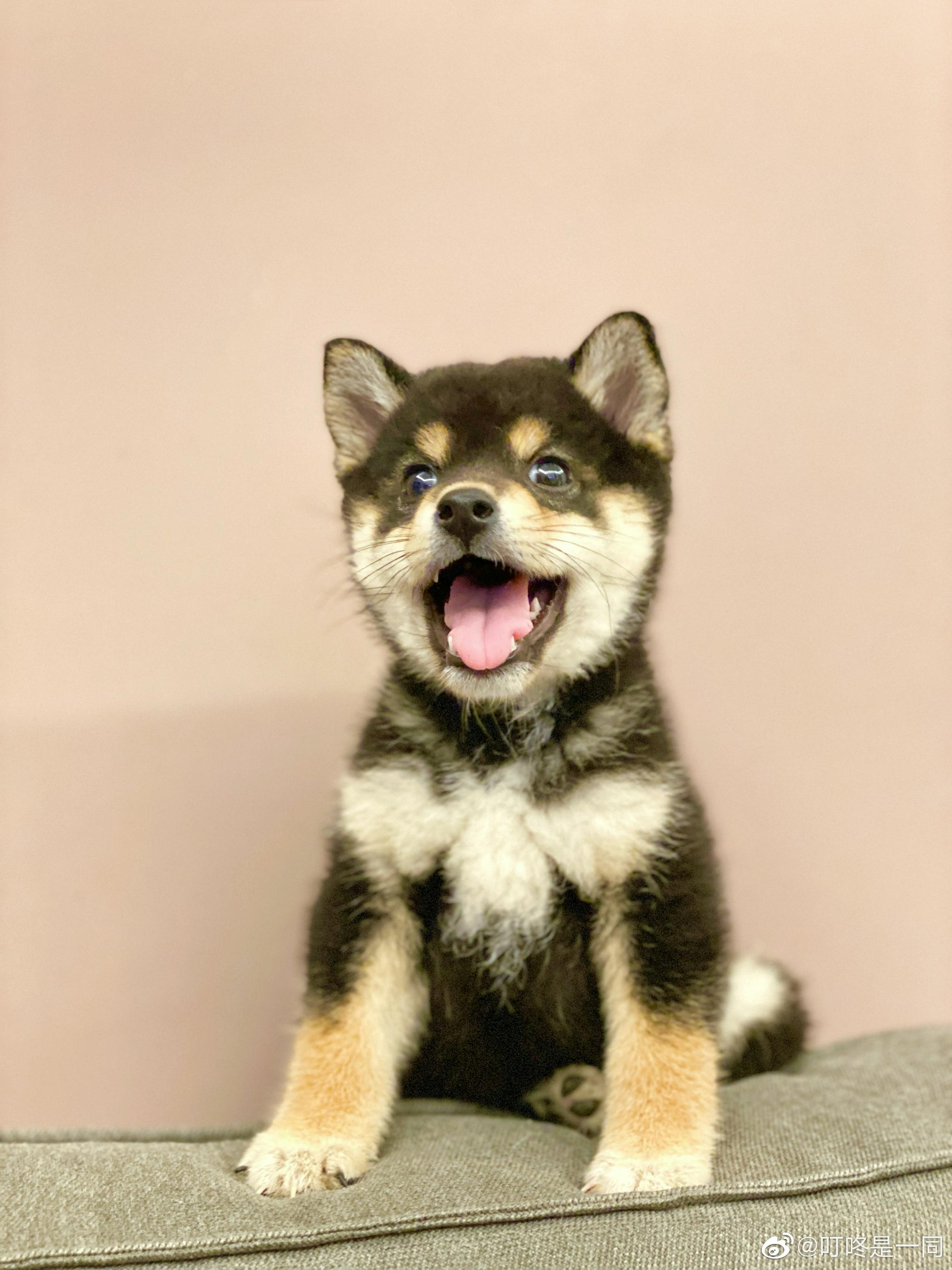 偶的新狗狗到家啦!是一只黑豆柴,体型和小猫咪一样