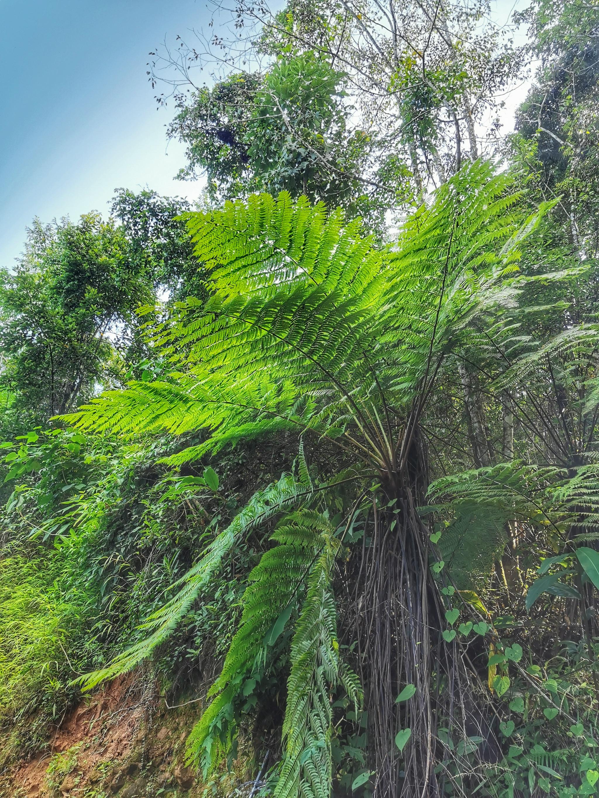 镇康,中缅边境路边的桫椤,国家二级保护植物_高清图集_新浪网