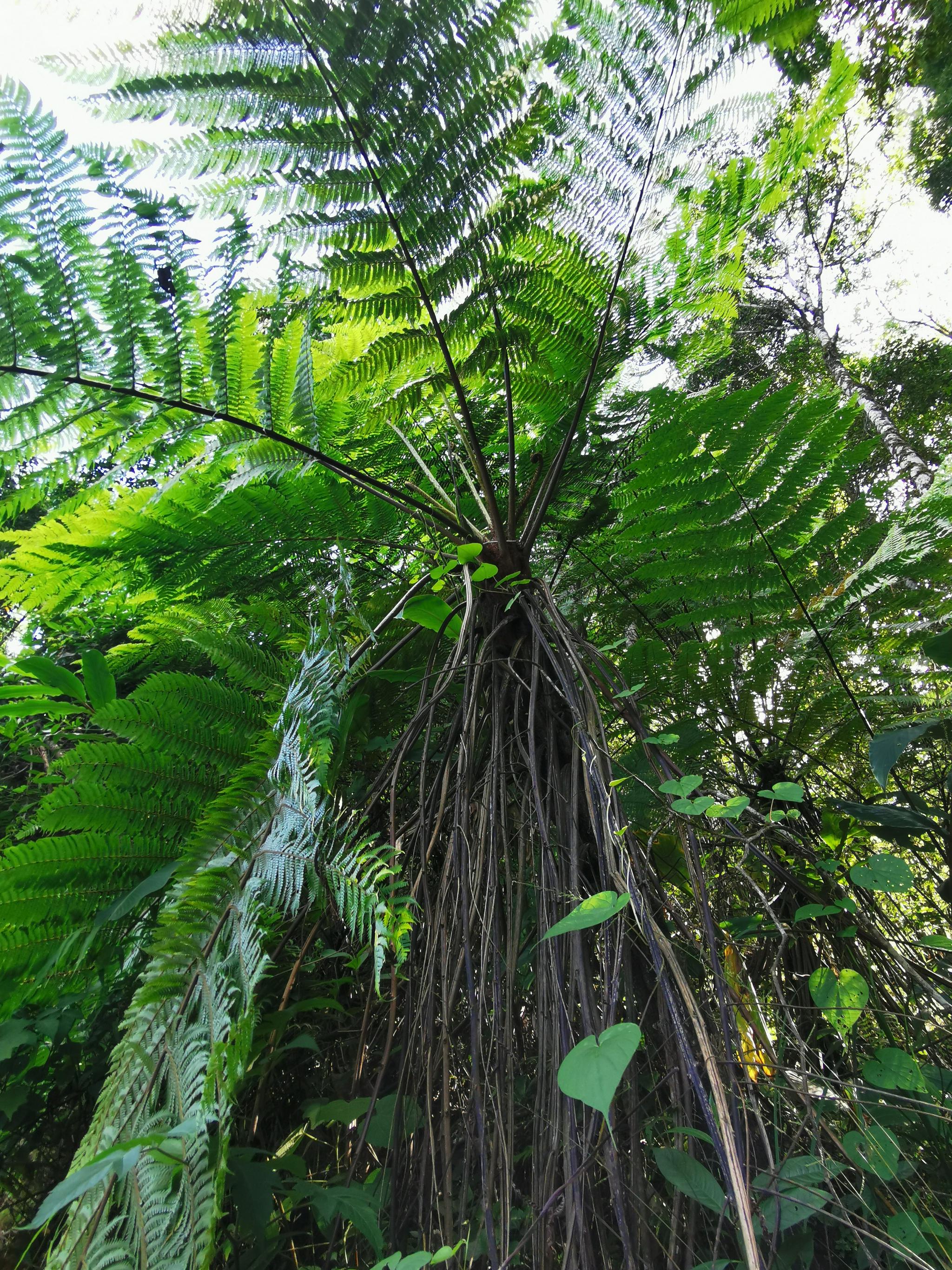 镇康中缅边境路边的桫椤国家二级保护植物