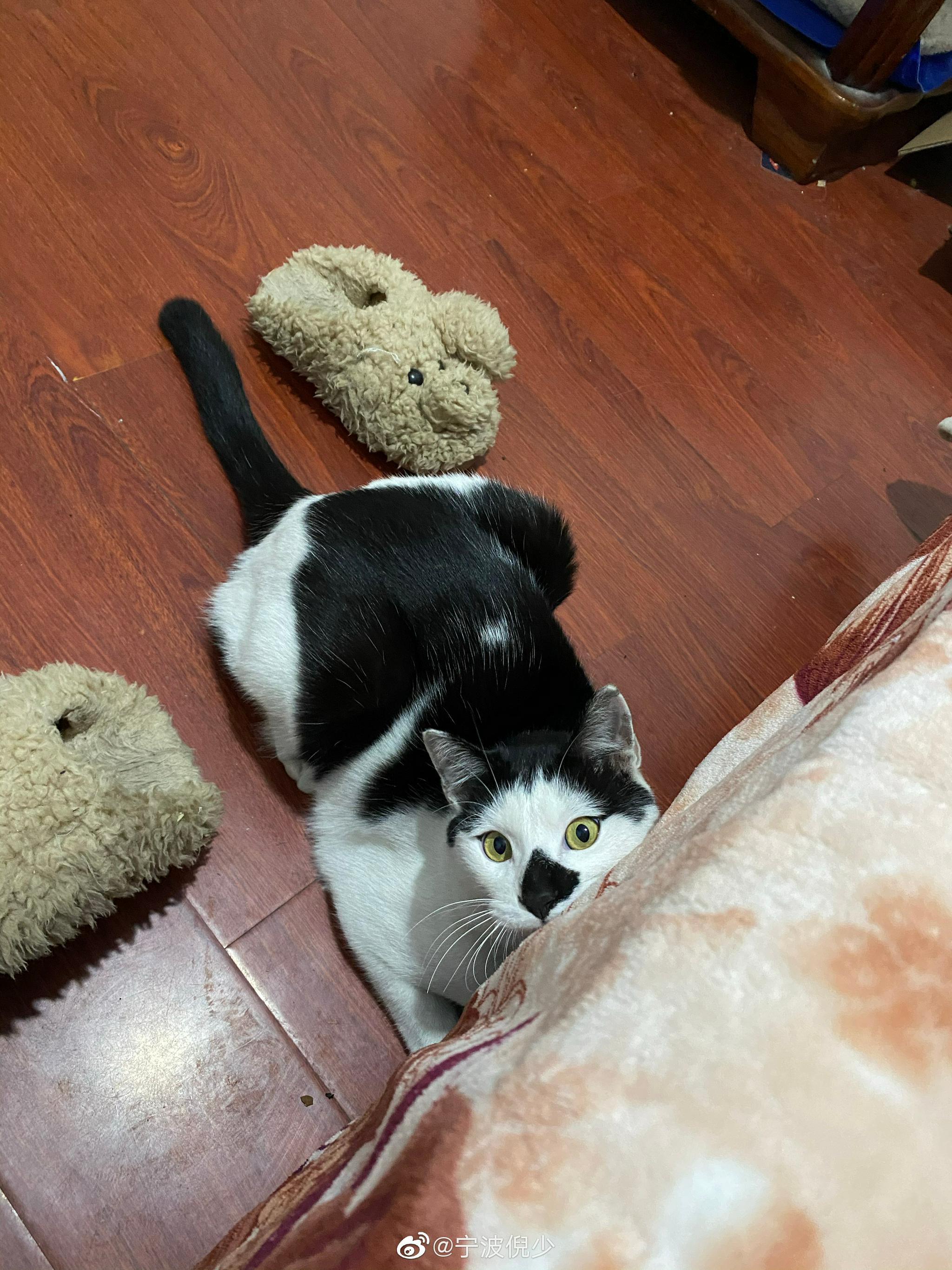 网友@旭哥的少女心 投稿：丢失时间2021.10.01 目前还未找到猫……休闲区蓝鸢梦想 - Www.slyday.coM