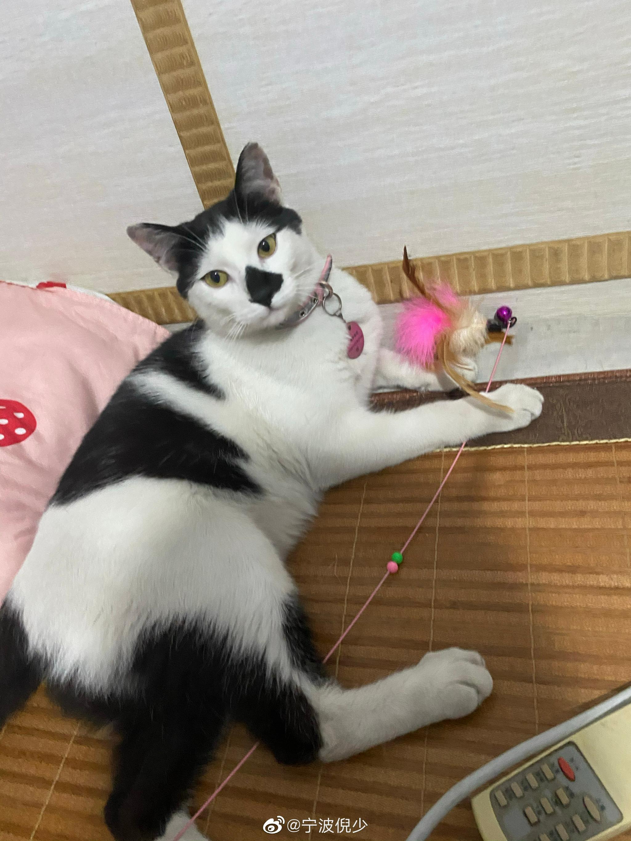 网友@旭哥的少女心 投稿：丢失时间2021.10.01 目前还未找到猫……休闲区蓝鸢梦想 - Www.slyday.coM