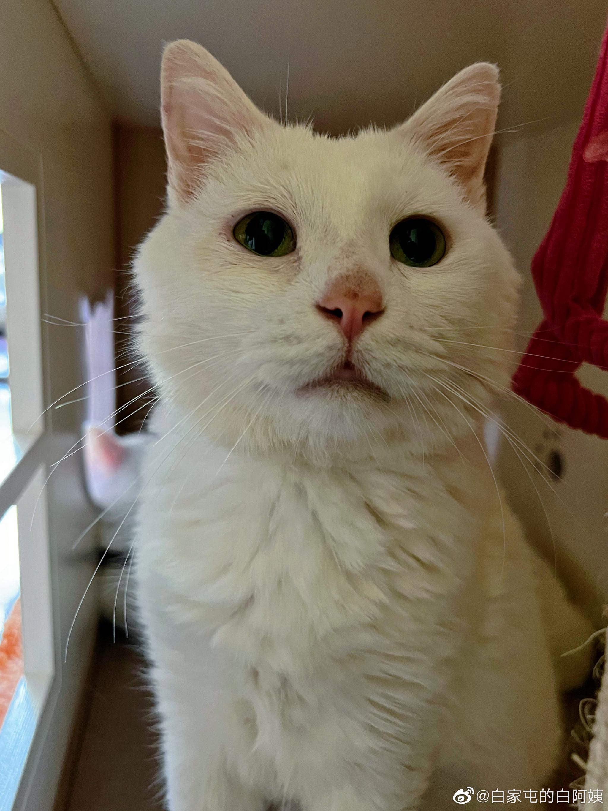 小赖赖显得好憔悴哦心疼今天一天都躲着我