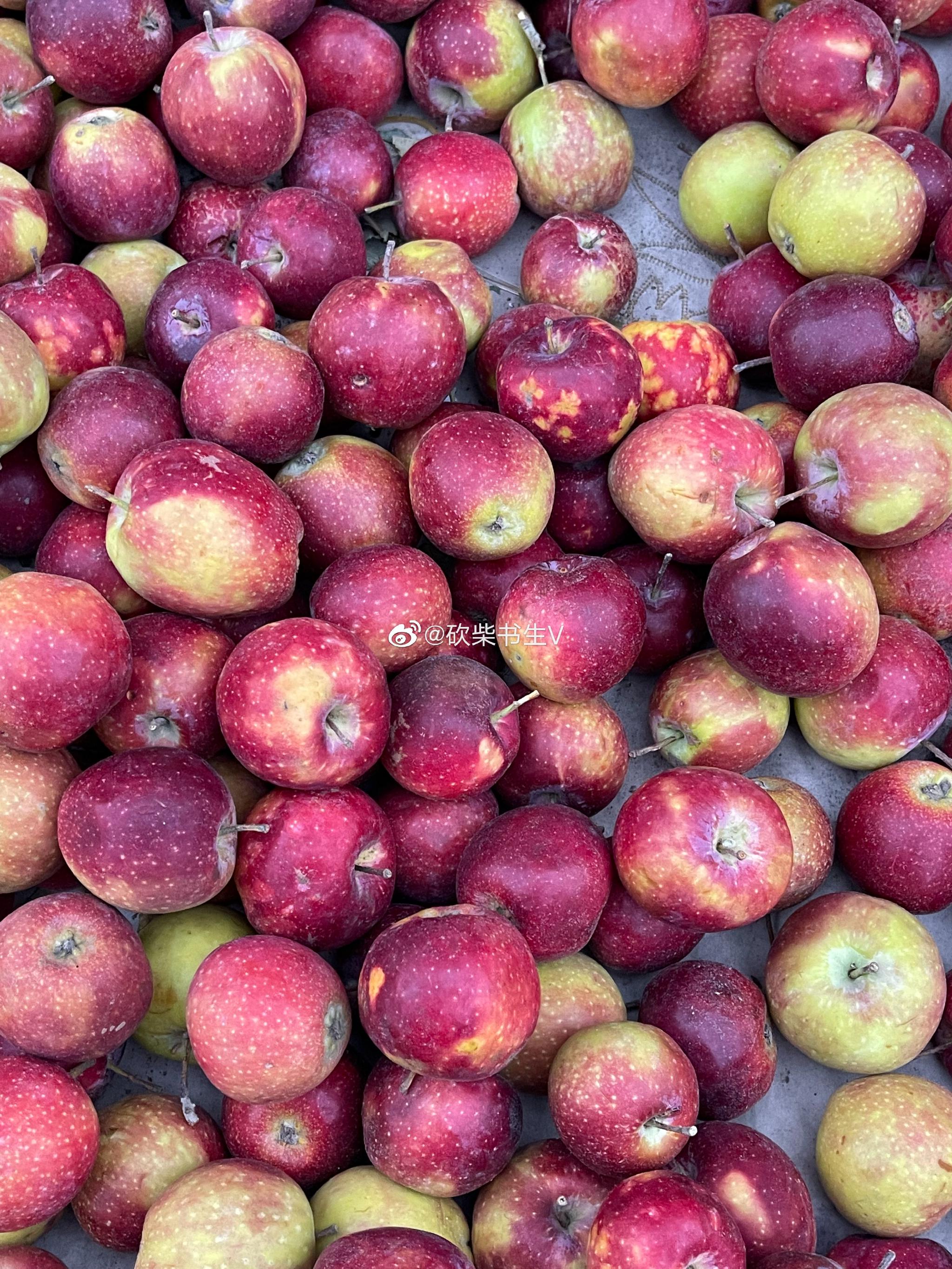 大同古城的护城河边有很多这种果树